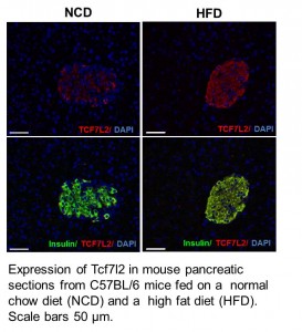 Tcf7l2 expression