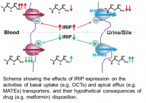 Transporter regulation by IRIP